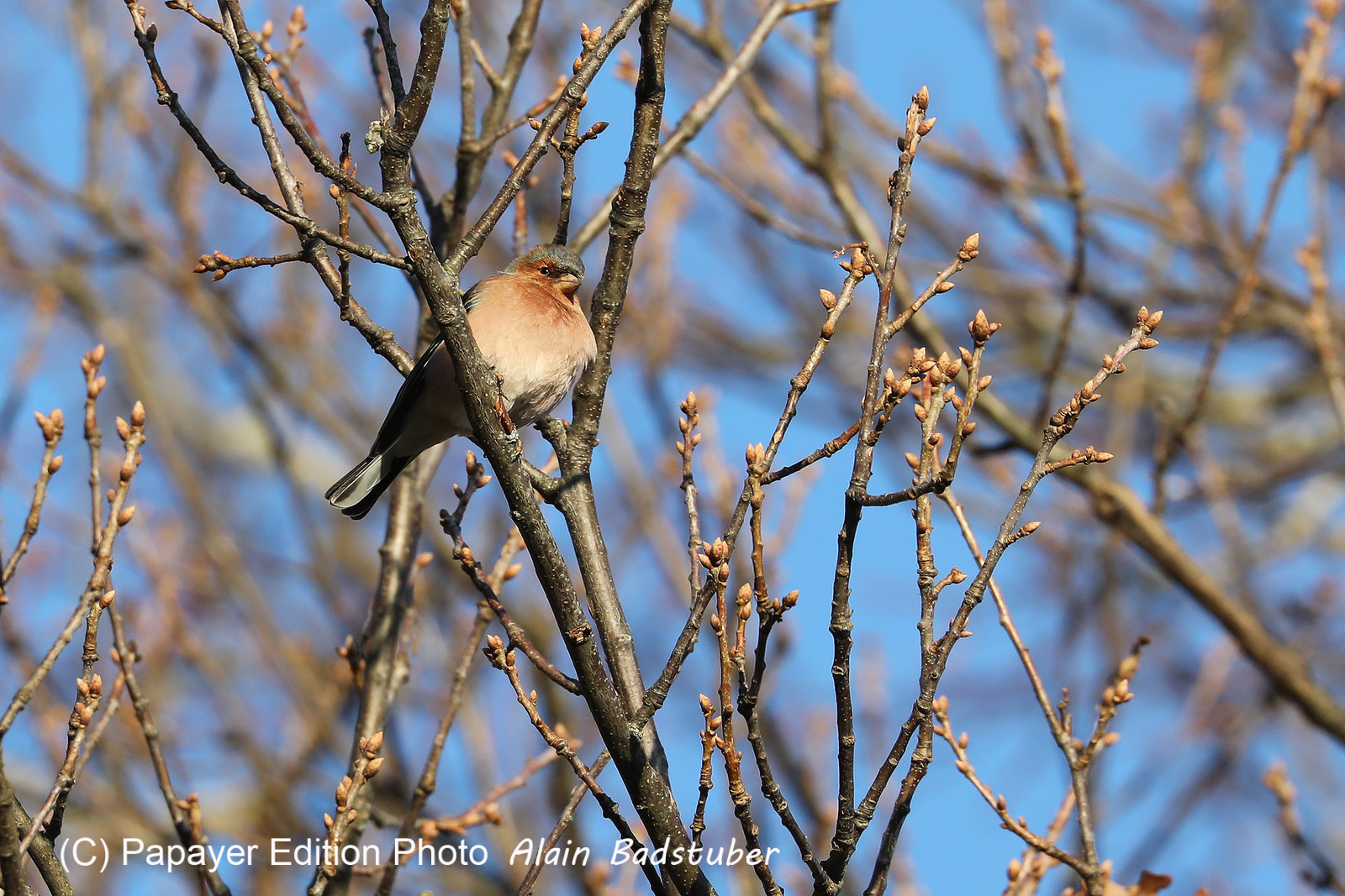 Faune et Flore de Suisse, 2022