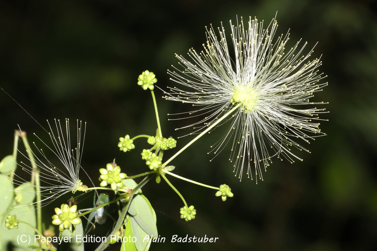 Deuxième séjour à Sarteneja, Bélize, Novembre - Décembre 2021 Deuxième séjour à Sarteneja, Bélize, Novembre - Décembre 2021