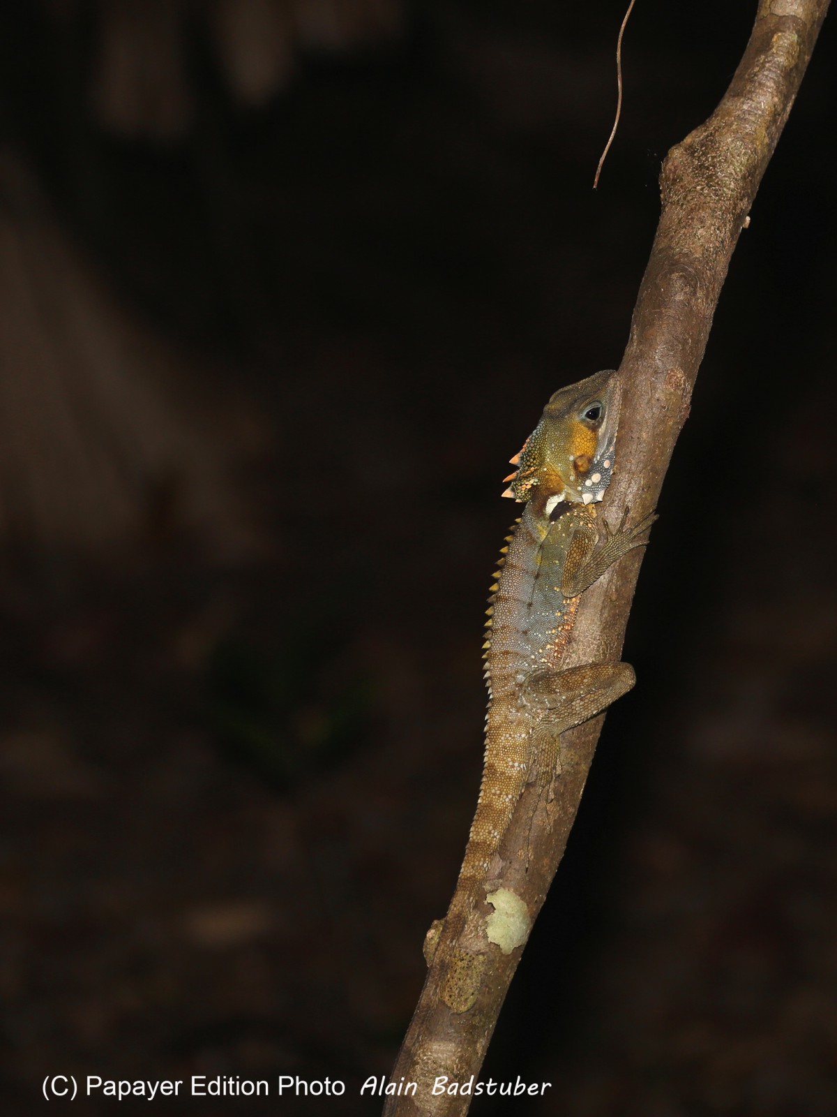Reptiles à Cape Tribulation Reptiles à Cape Tribulation
