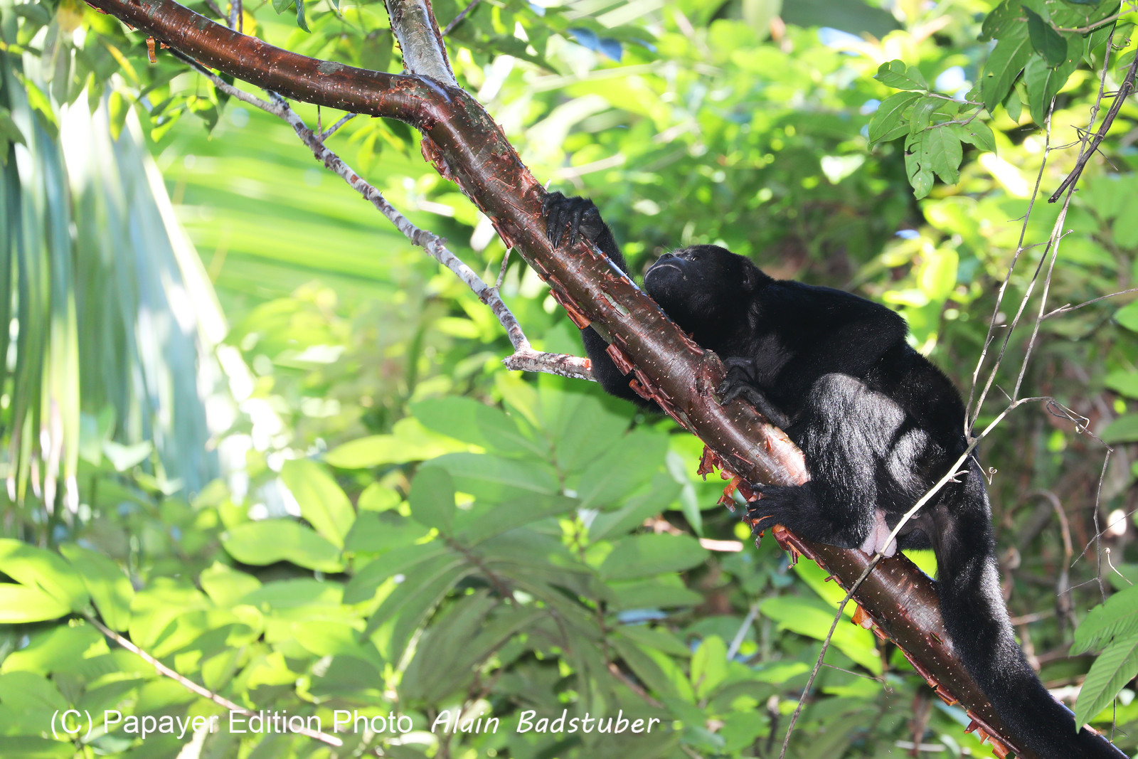 Singes hurleurs à Punta Gorda, Bélize
