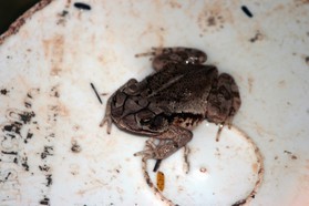 Images_Belize_2011_329