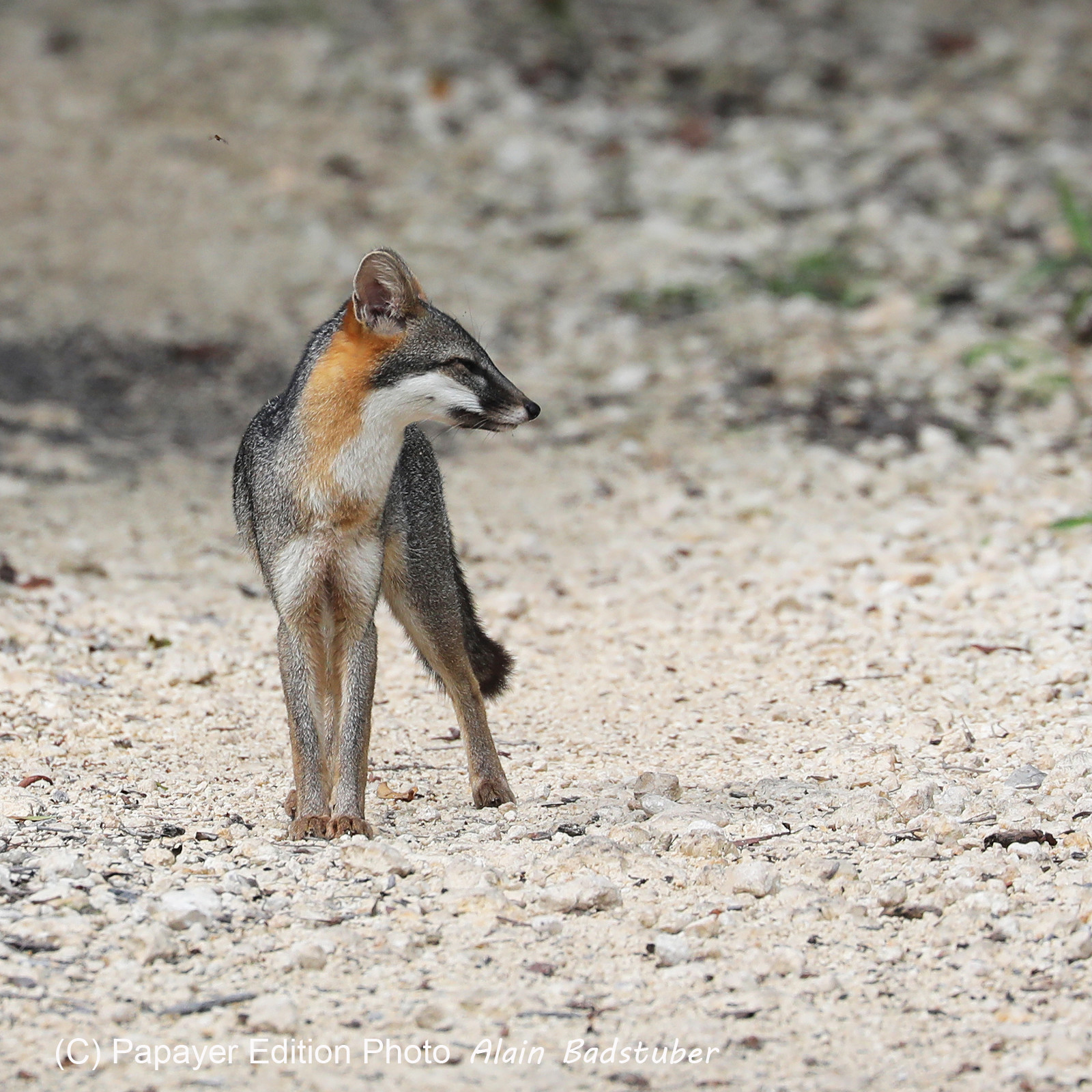 Deuxième séjour à Sarteneja, Bélize, Novembre - Décembre 2021