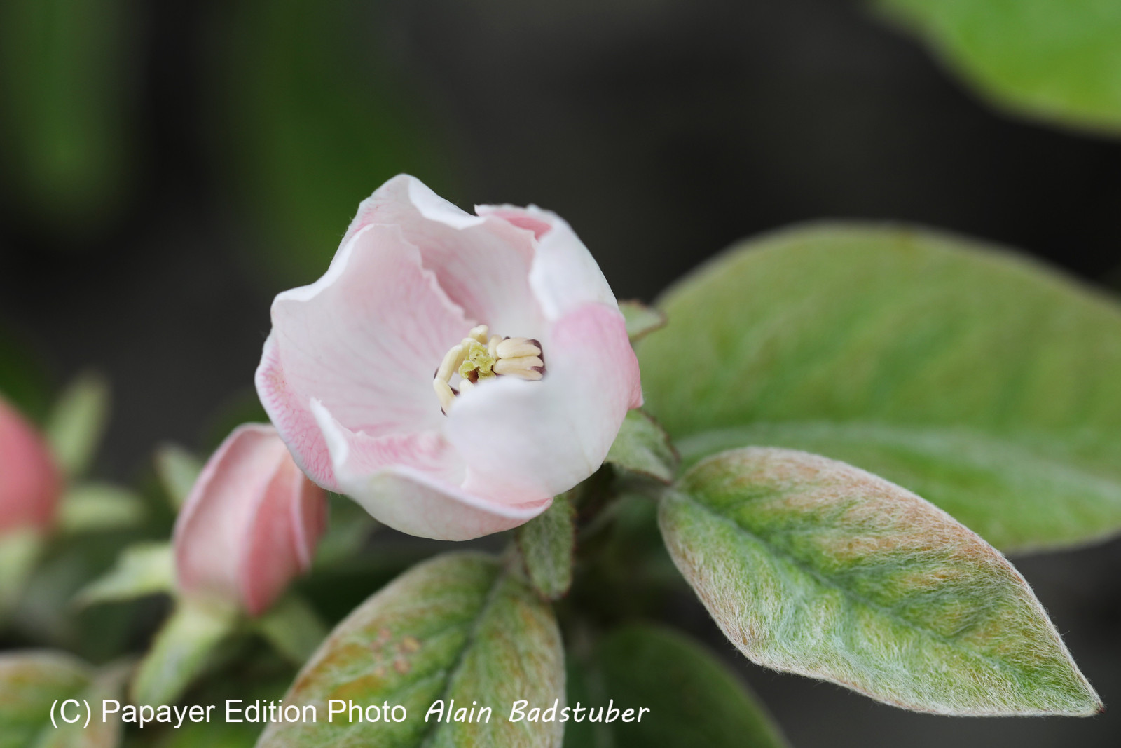 Rosacae indéterminée, en cours Rosacae indéterminée, en cours