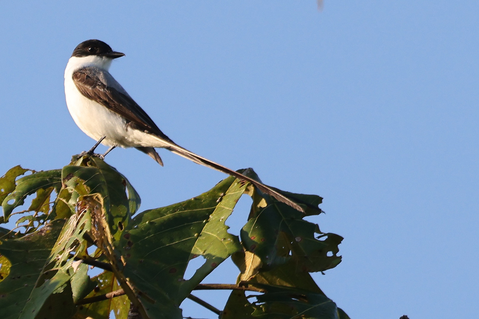 Tyran-des-savanes_3.jpg Tyran-des-savanes_3.jpg