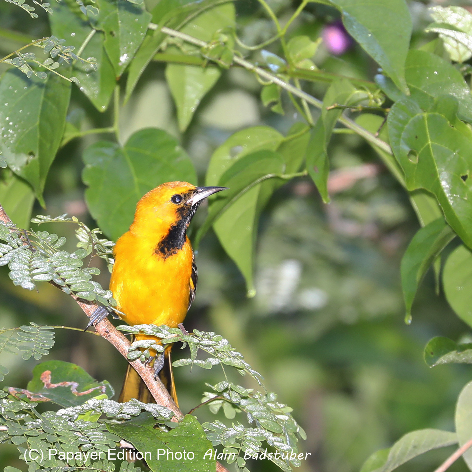 Deuxième séjour à Sarteneja, Bélize, Novembre - Décembre 2021 Deuxième séjour à Sarteneja, Bélize, Novembre - Décembre 2021