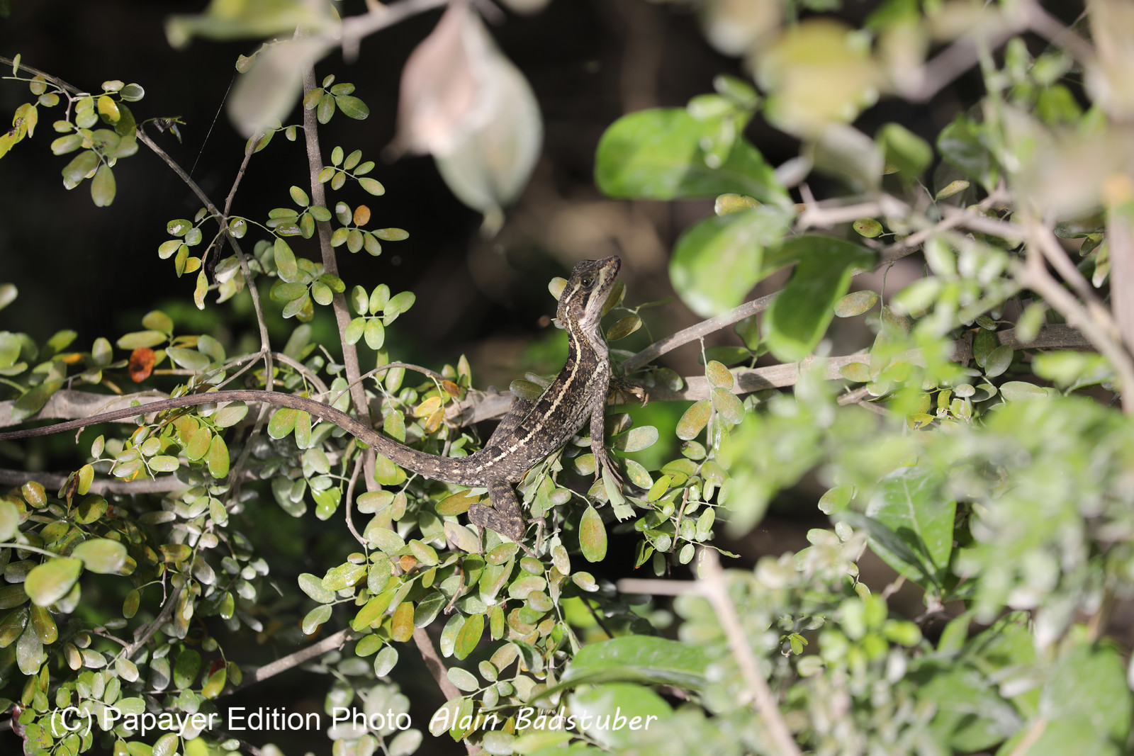 Premier séjour à Crooked Tree , au Bélize en octobre 2021