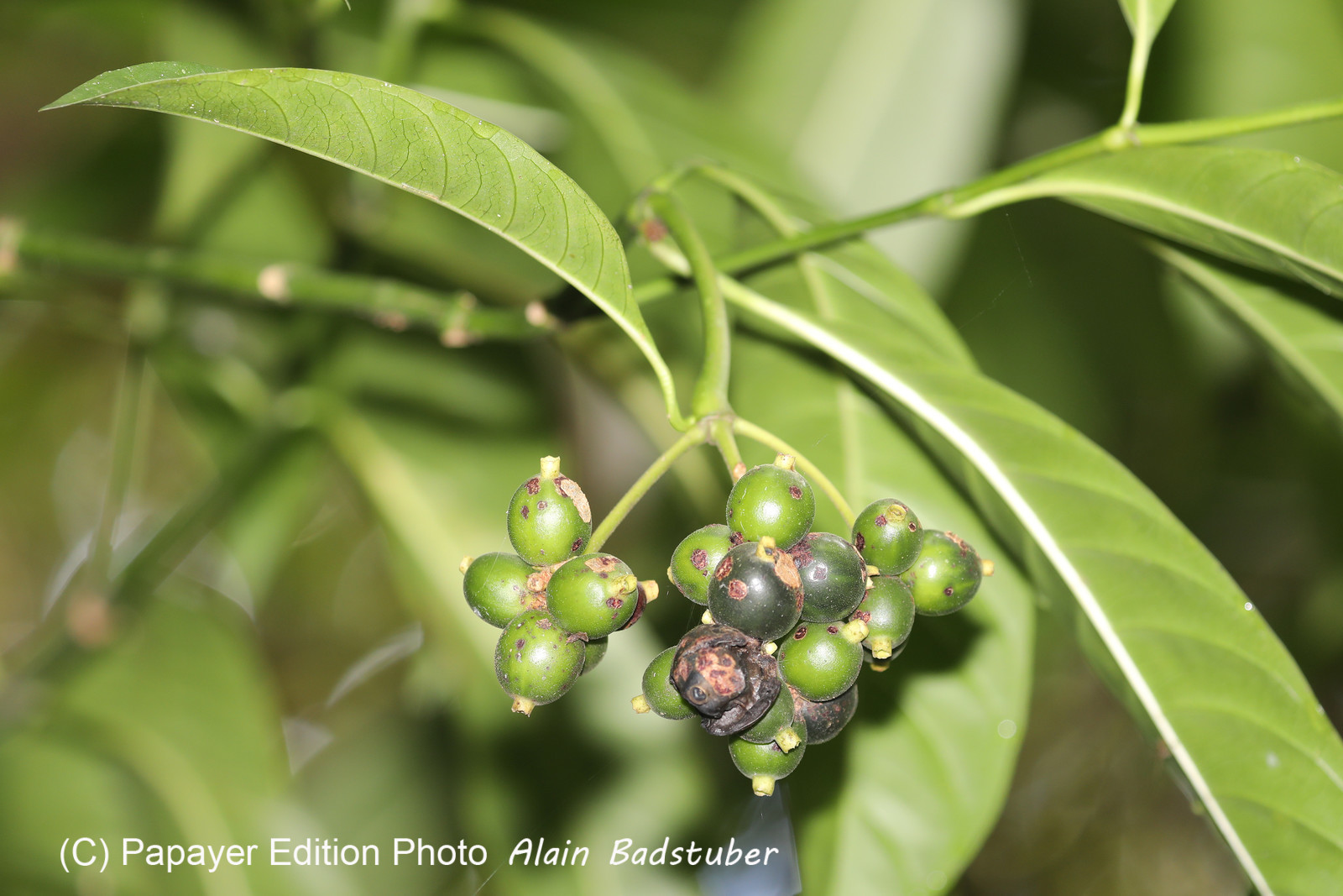 Quatre jours de terrain à Punta Gorda Quatre jours de terrain à Punta Gorda