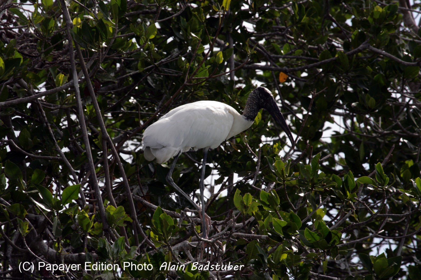 Images_Belize_2011_111