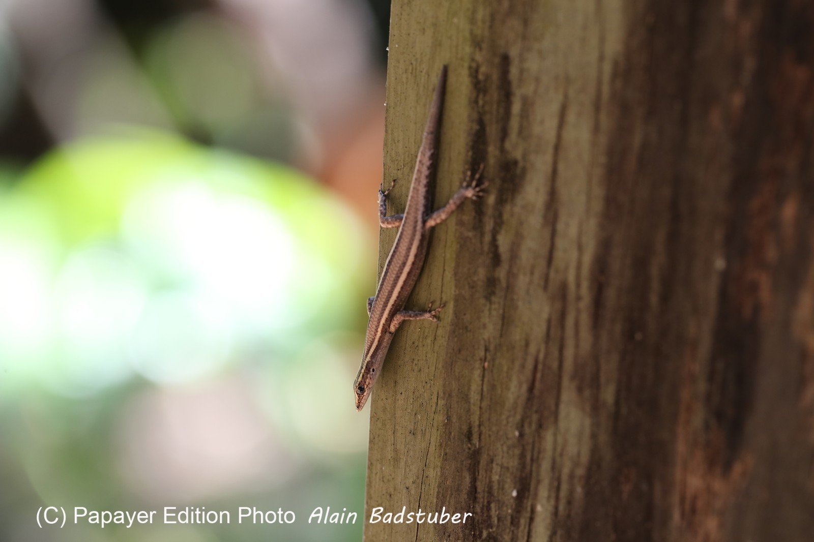 Reptiles à Cape Tribulation Reptiles à Cape Tribulation