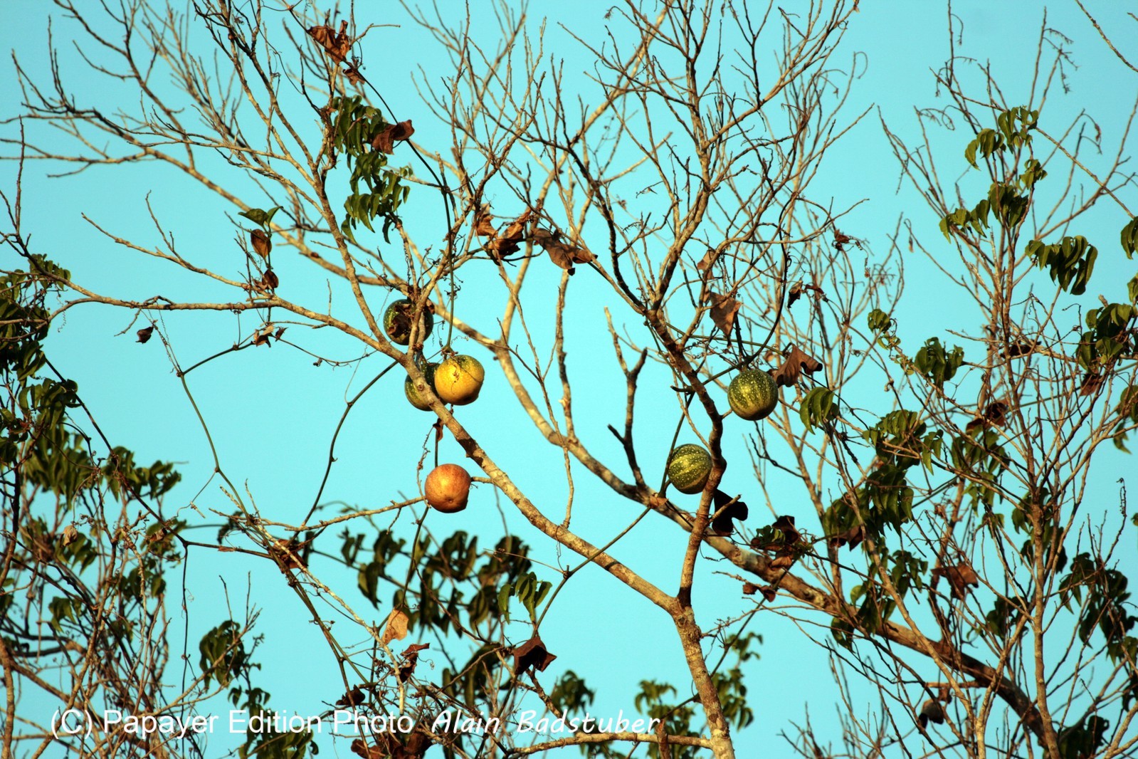 Images_Belize_2011_317