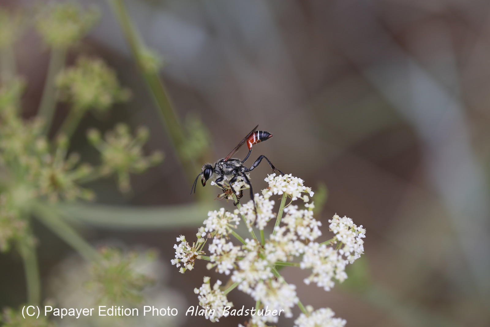 Follatères 2017 Follatères 2017