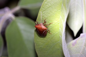 Images_Belize_2011_323