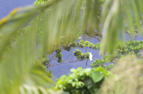 L'Australie à Cow Bay et Cape Tribulation en 2017