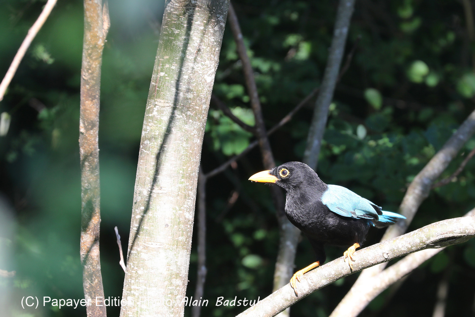 Deuxième séjour à Sarteneja, Bélize, Novembre - Décembre 2021 Deuxième séjour à Sarteneja, Bélize, Novembre - Décembre 2021