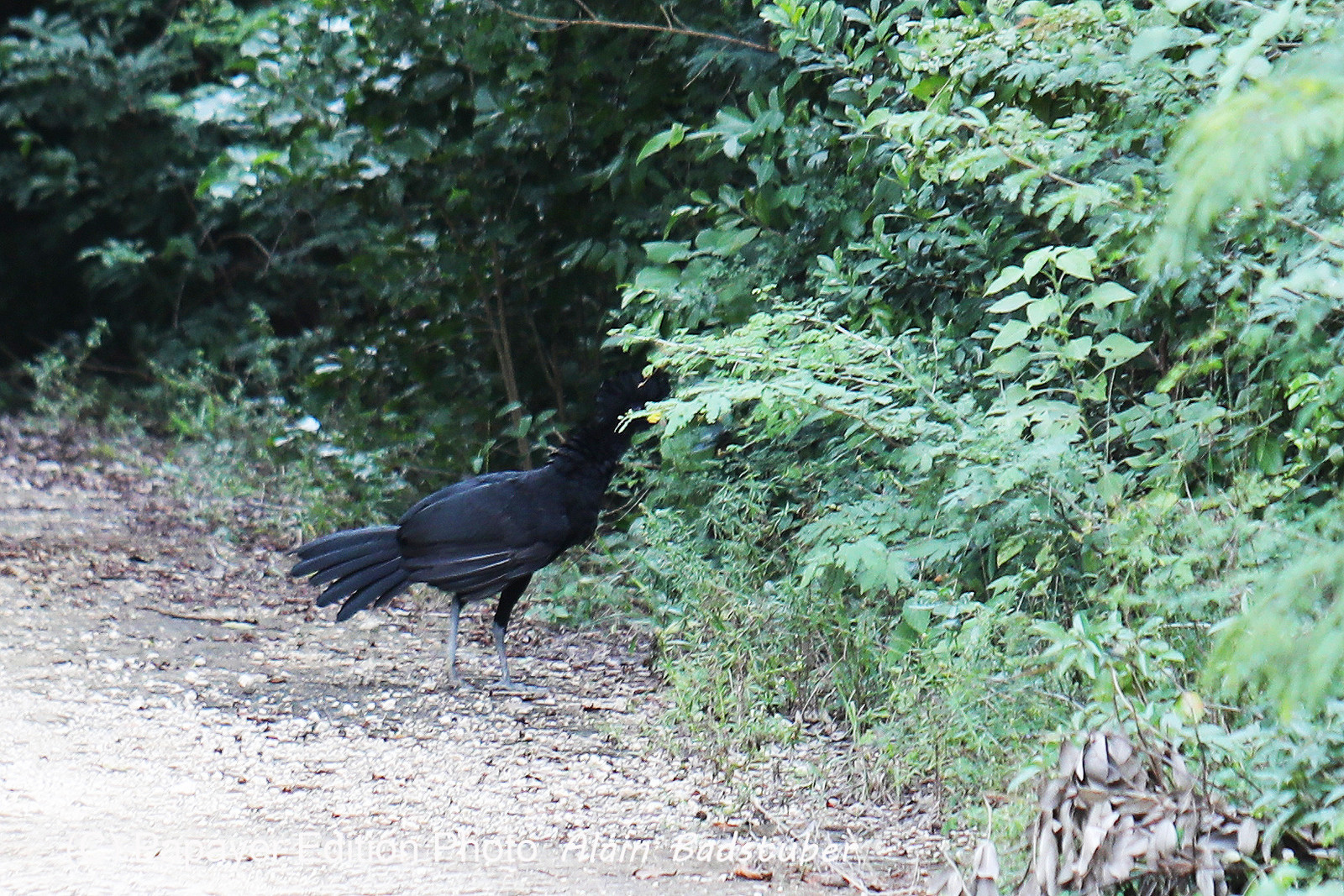 Deuxième séjour à Sarteneja, Bélize, Novembre - Décembre 2021