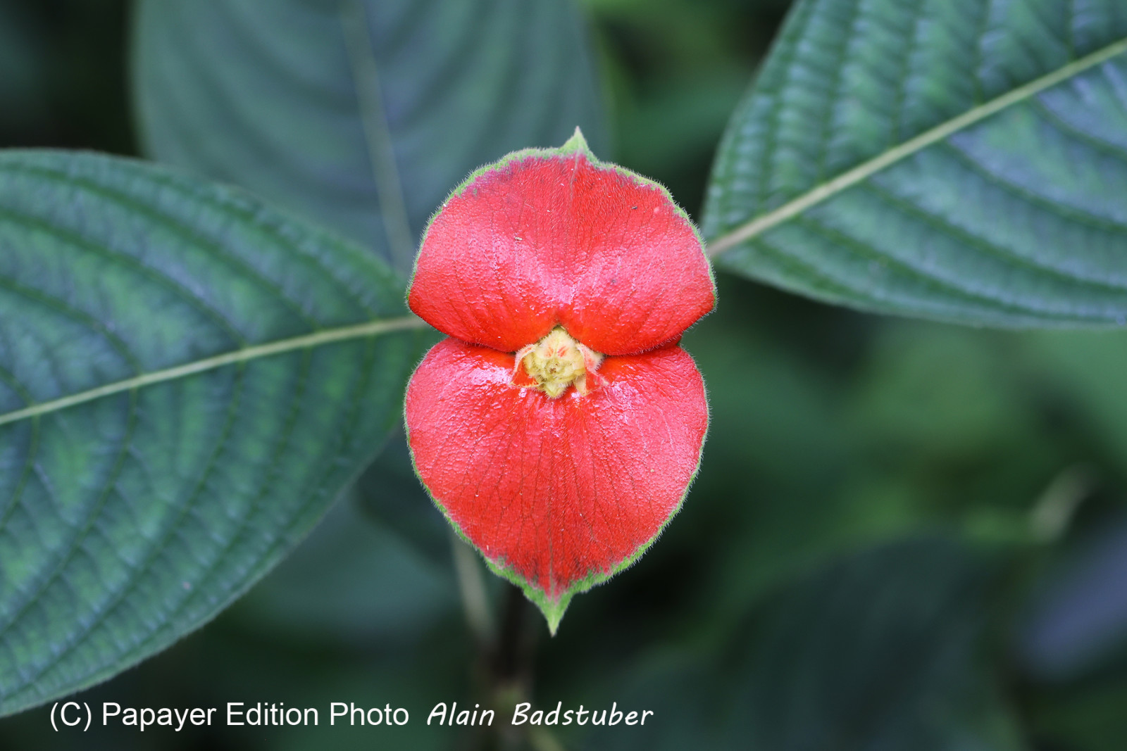 Chiguiri Arriba Chiguiri Arriba