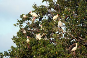 Images_Belize_2011_221