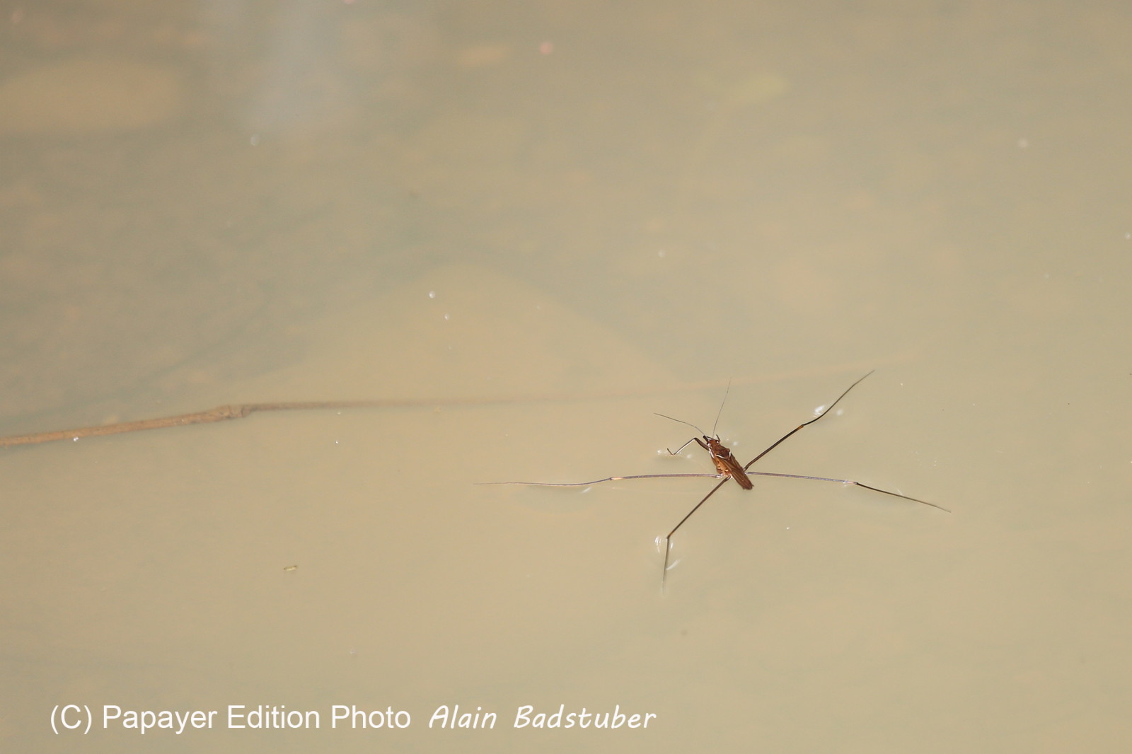 L'Australie à Cow Bay et Cape Tribulation en 2017 L'Australie à Cow Bay et Cape Tribulation en 2017