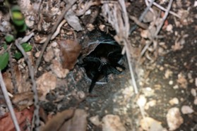 Images_Belize_2011_326