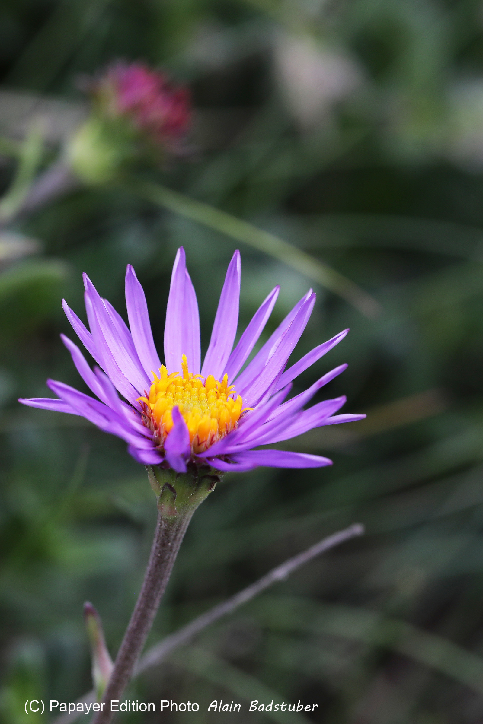 Encore une journée non favorable à la pratique de WingFoil