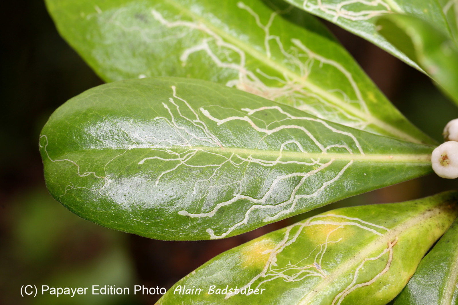 L'Australie à Cow Bay et Cape Tribulation en 2017 L'Australie à Cow Bay et Cape Tribulation en 2017