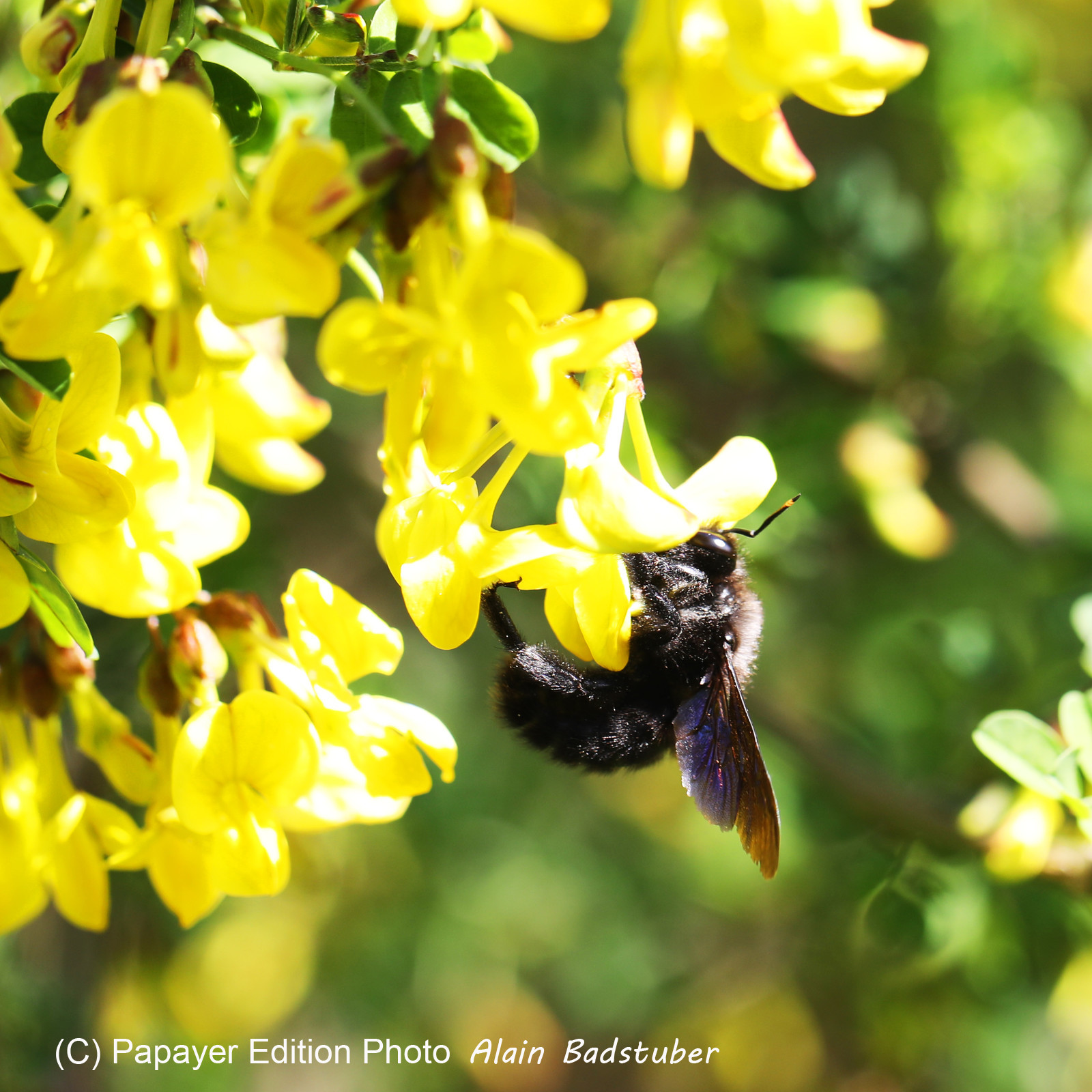 Abeille charpentière (Xylocopa violacea) Abeille charpentière (Xylocopa violacea)