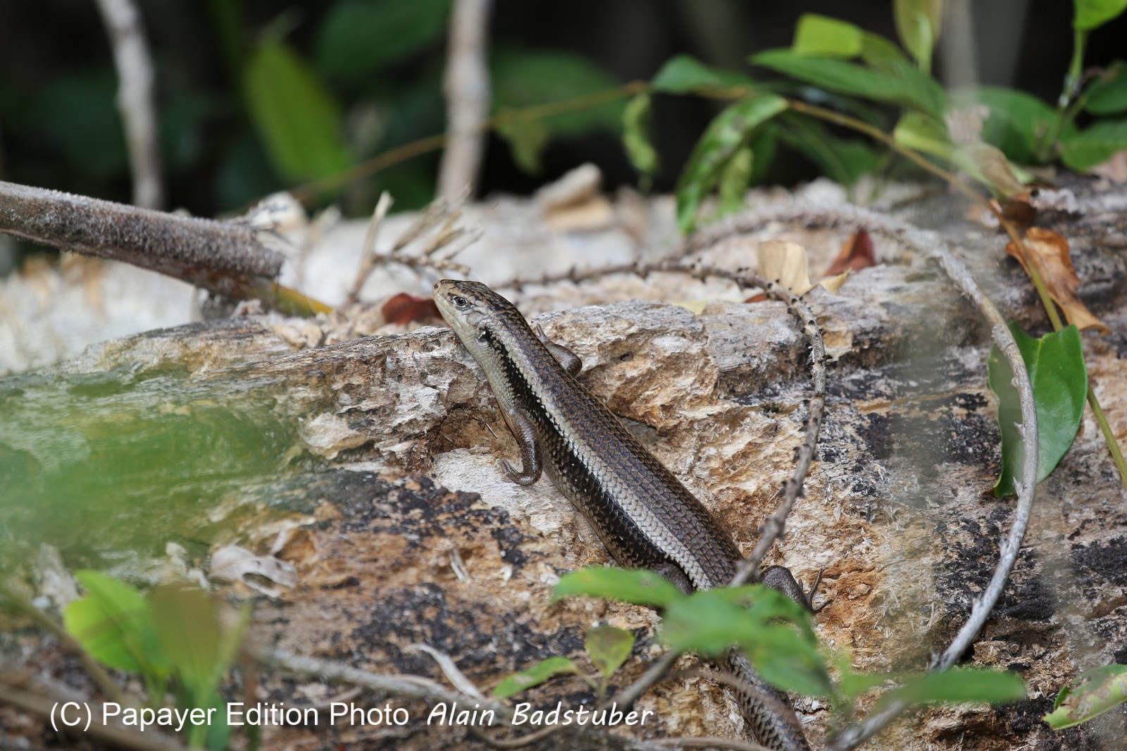Reptiles à Cape Tribulation