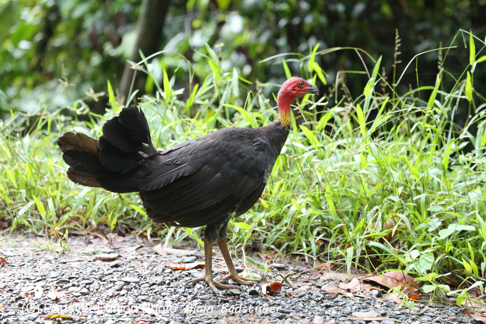 L'Australie à Cow Bay et Cape Tribulation en 2017 L'Australie à Cow Bay et Cape Tribulation en 2017