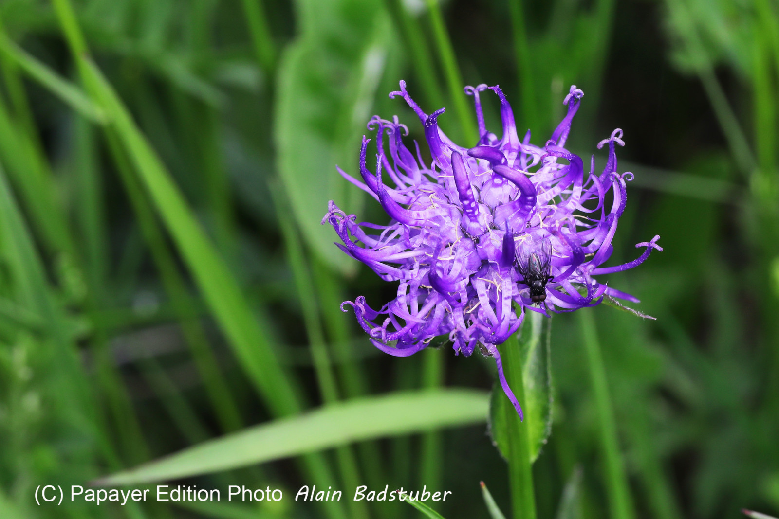 Encore une journée non favorable à la pratique de WingFoil