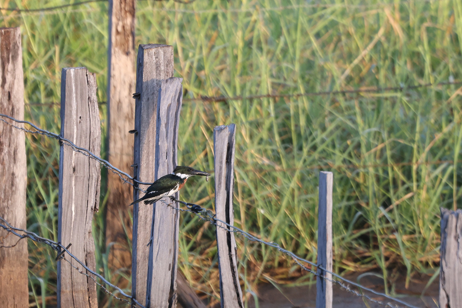 Martin-pecheur-d-amazonie_1.jpg Martin-pecheur-d-amazonie_1.jpg