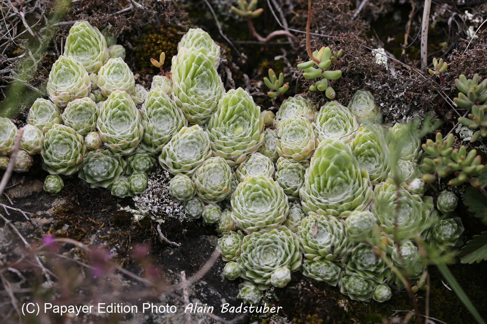 Follatères 2017 Follatères 2017