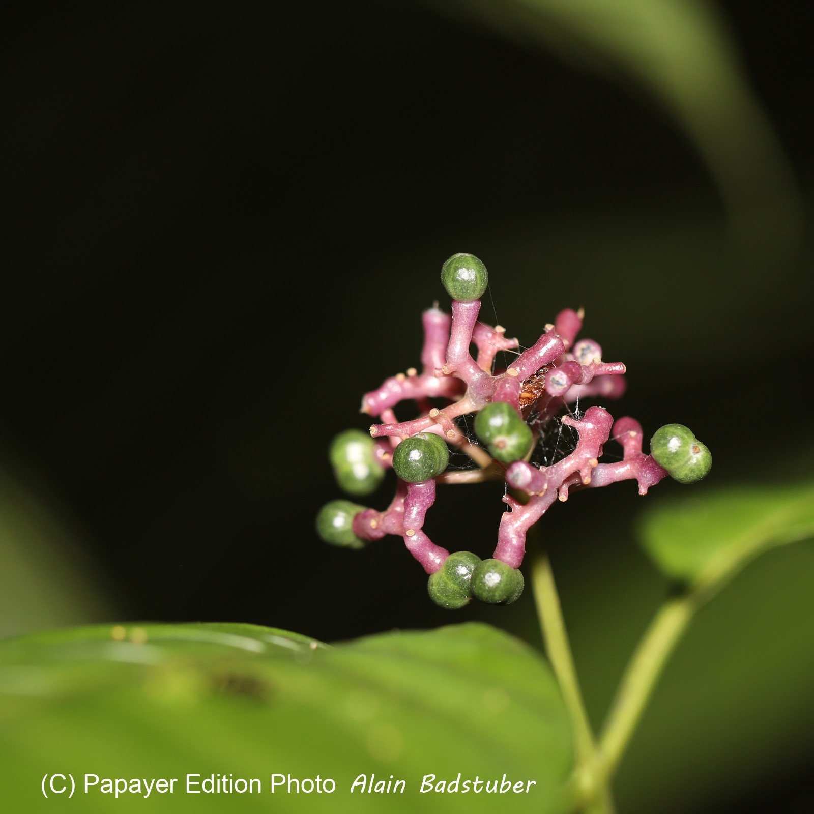 Quatre jours de terrain à Punta Gorda Quatre jours de terrain à Punta Gorda