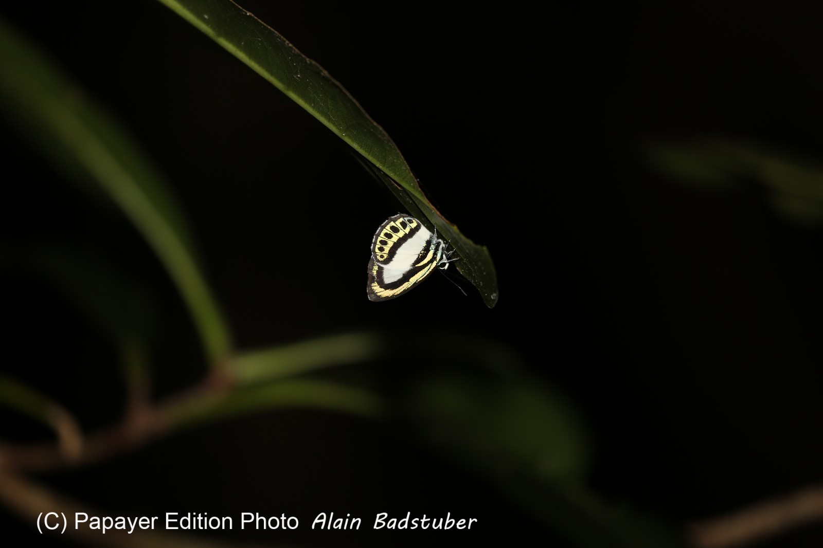 Papillons à Cape Tribulation