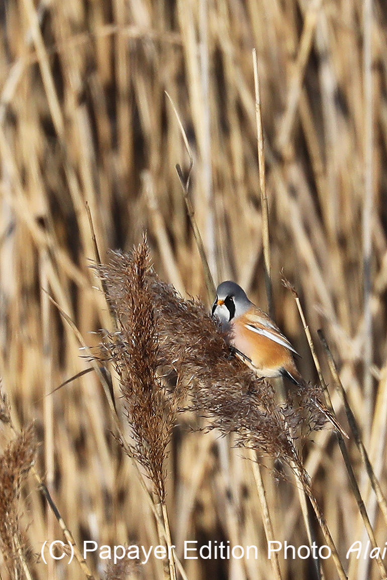 Faune et Flore de Suisse, 2022
