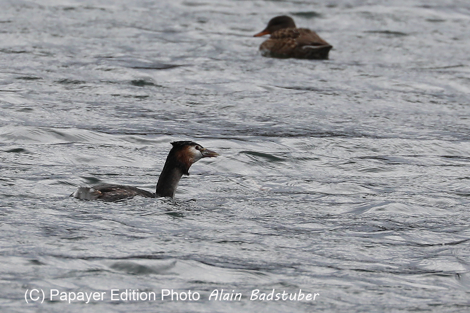 Faune et Flore de Suisse, 2022, Vaumarcus, Repas d'un Grèbe huppé