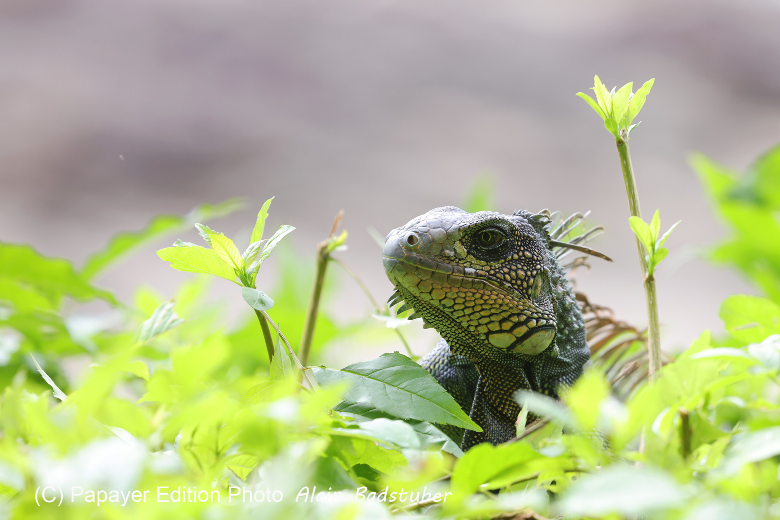 Punta Culebra Nature Center