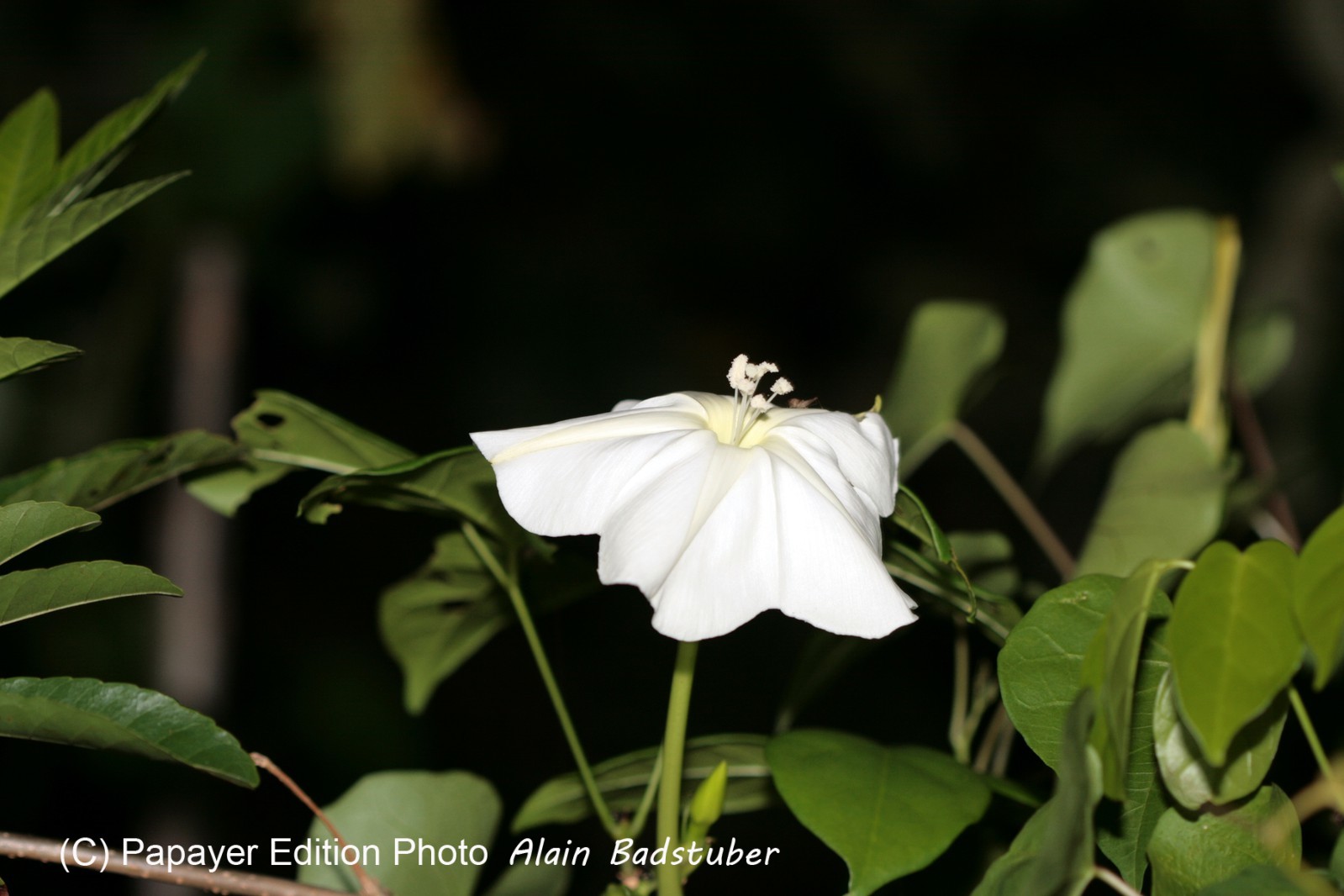 Images_Belize_2011_325