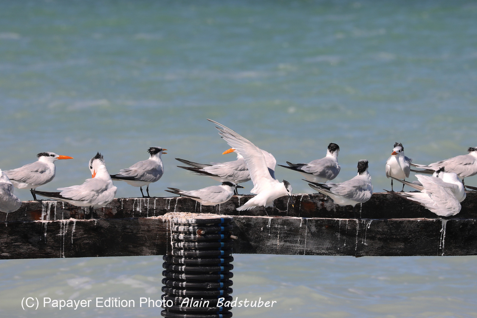 Deuxième séjour à Sarteneja, Bélize, Novembre - Décembre 2021