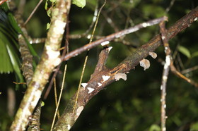 L'Australie à Cow Bay et Cape Tribulation en 2017