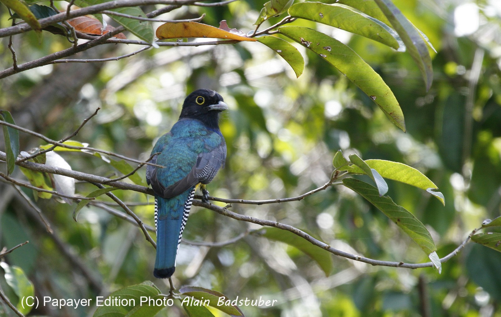Violaceus_Trogon.jpg