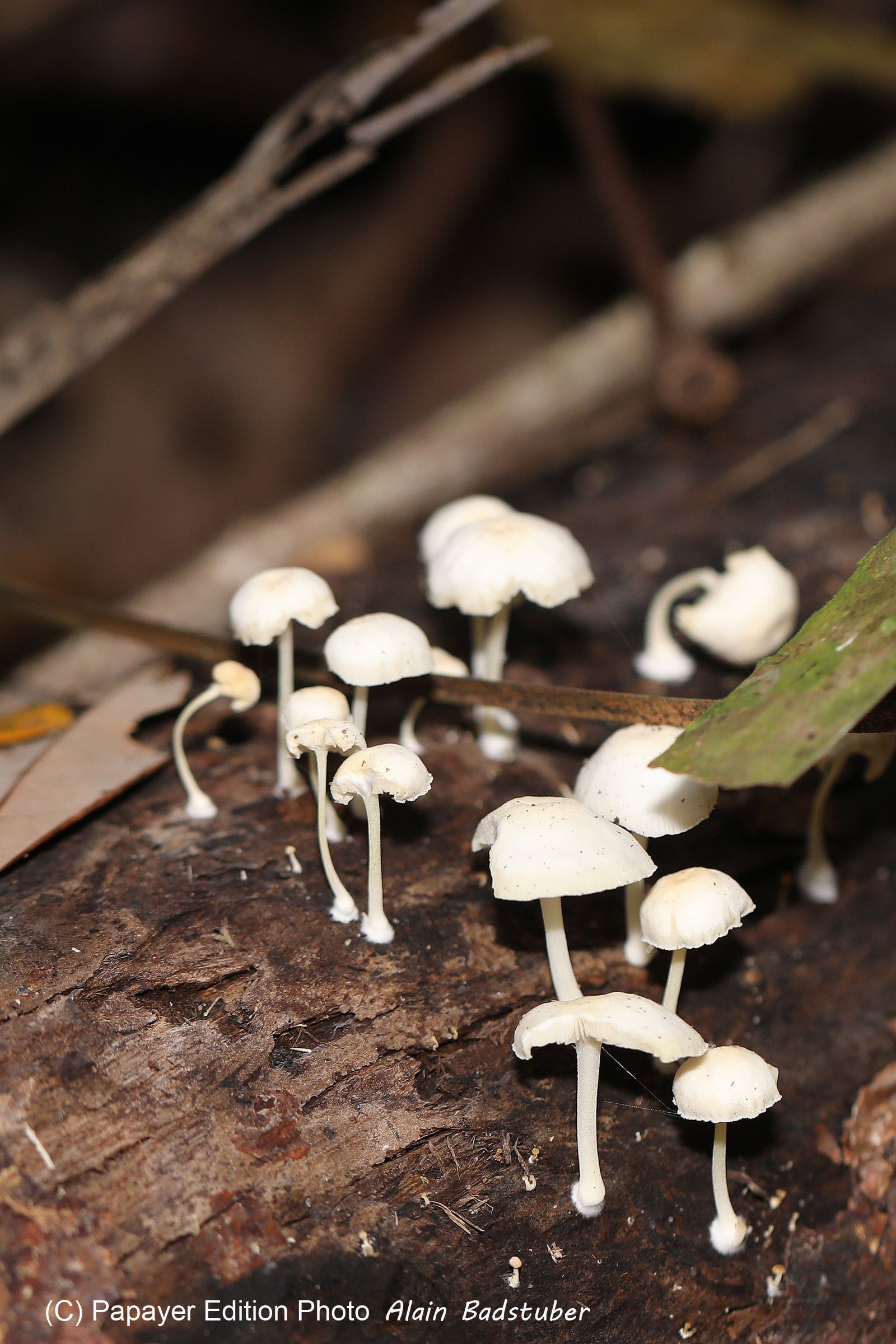 Quatre jours de terrain à Punta Gorda