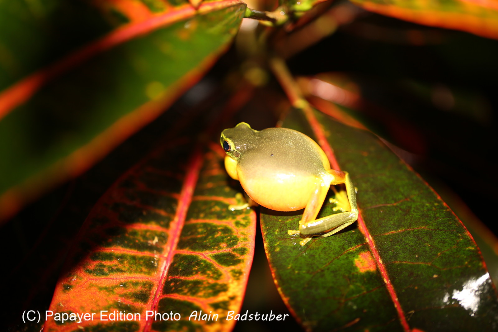 L'Australie à Cow Bay et Cape Tribulation en 2017