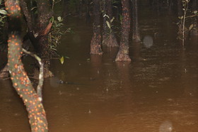 L'Australie à Cow Bay et Cape Tribulation en 2017