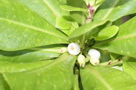 L'Australie à Cow Bay et Cape Tribulation en 2017