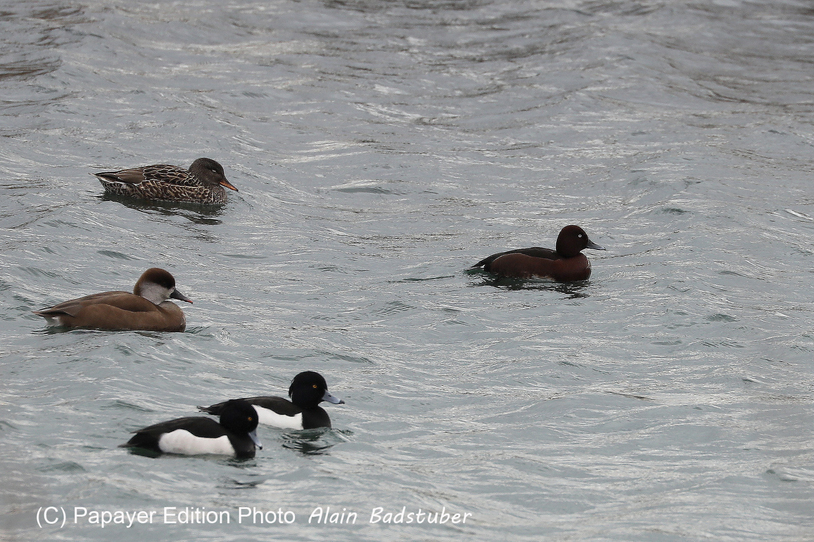 Faune et Flore de Suisse, 2022, Vaumarcus, Fuligule nyroca, accompagné de Fuligule morillon et d'une nette rousse Faune et Flore de Suisse, 2022, Vaumarcus, Fuligule nyroca, accompagné de Fuligule morillon et d'une nette rousse