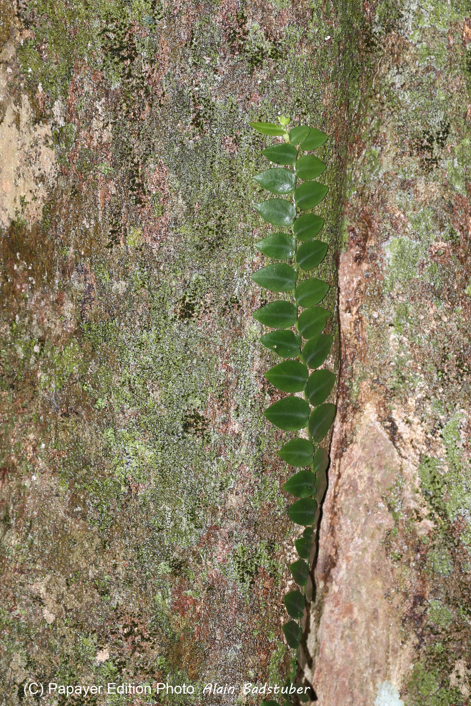 L'Australie à Cow Bay et Cape Tribulation en 2017 L'Australie à Cow Bay et Cape Tribulation en 2017