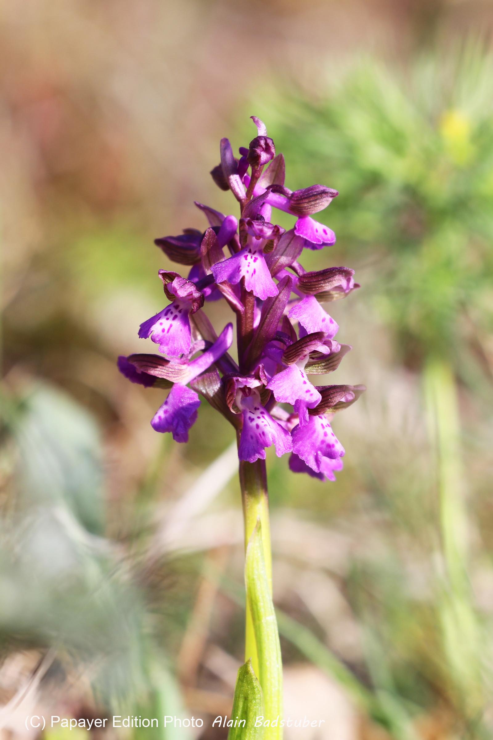 Orchis bouffon (Orchis morio) Orchis bouffon (Orchis morio)