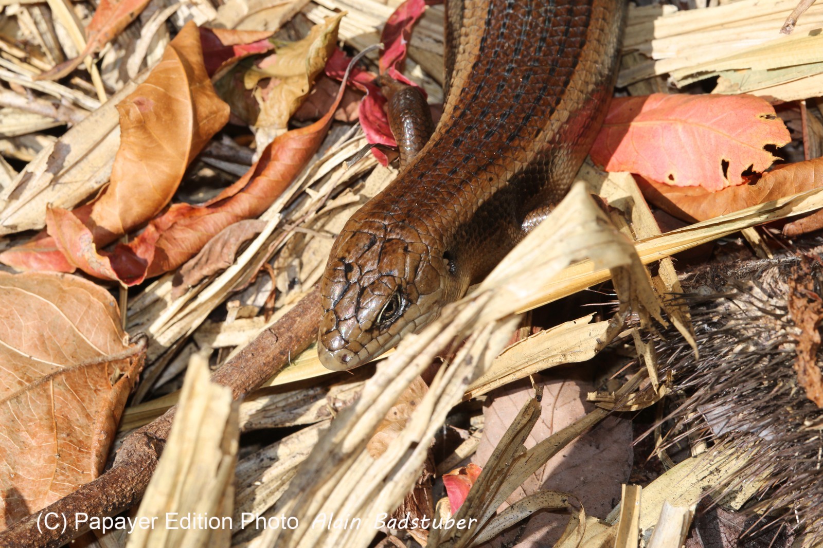 Reptiles à Cape Tribulation Reptiles à Cape Tribulation