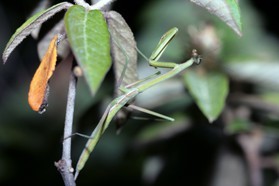 Images_Belize_2011_322