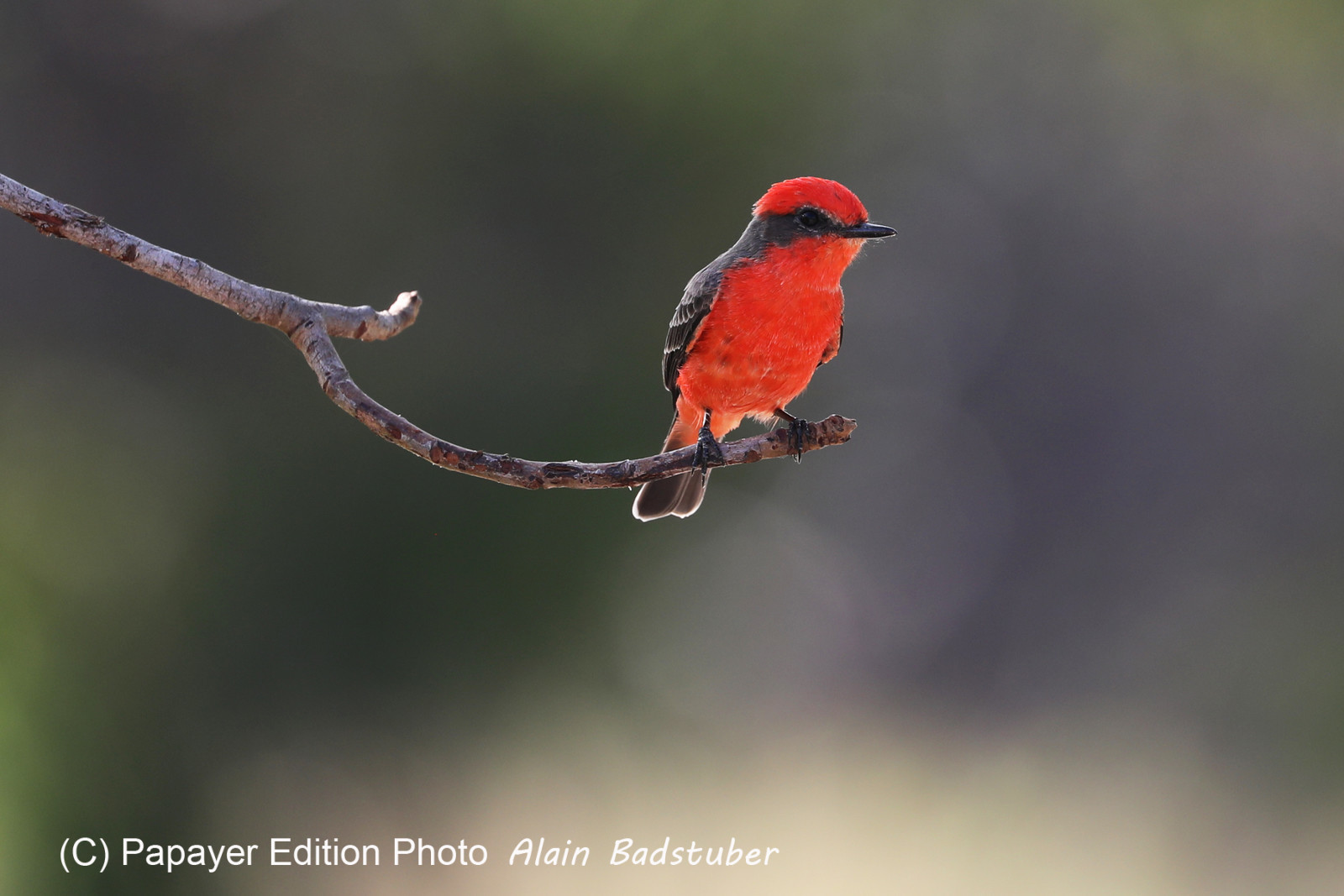 Premier séjour à Crooked Tree , au Bélize en octobre 2021 Premier séjour à Crooked Tree , au Bélize en octobre 2021